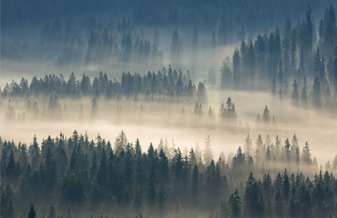 Mystical cedar wood forrest