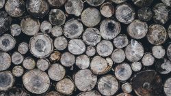 Pile of logs for cedar wood shoe insoles